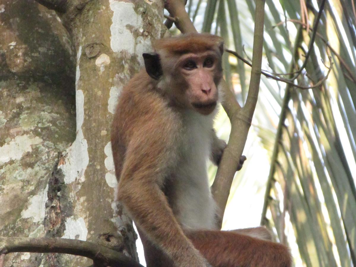 ホテル Jungle Guest ,ミリッサ エクステリア 写真