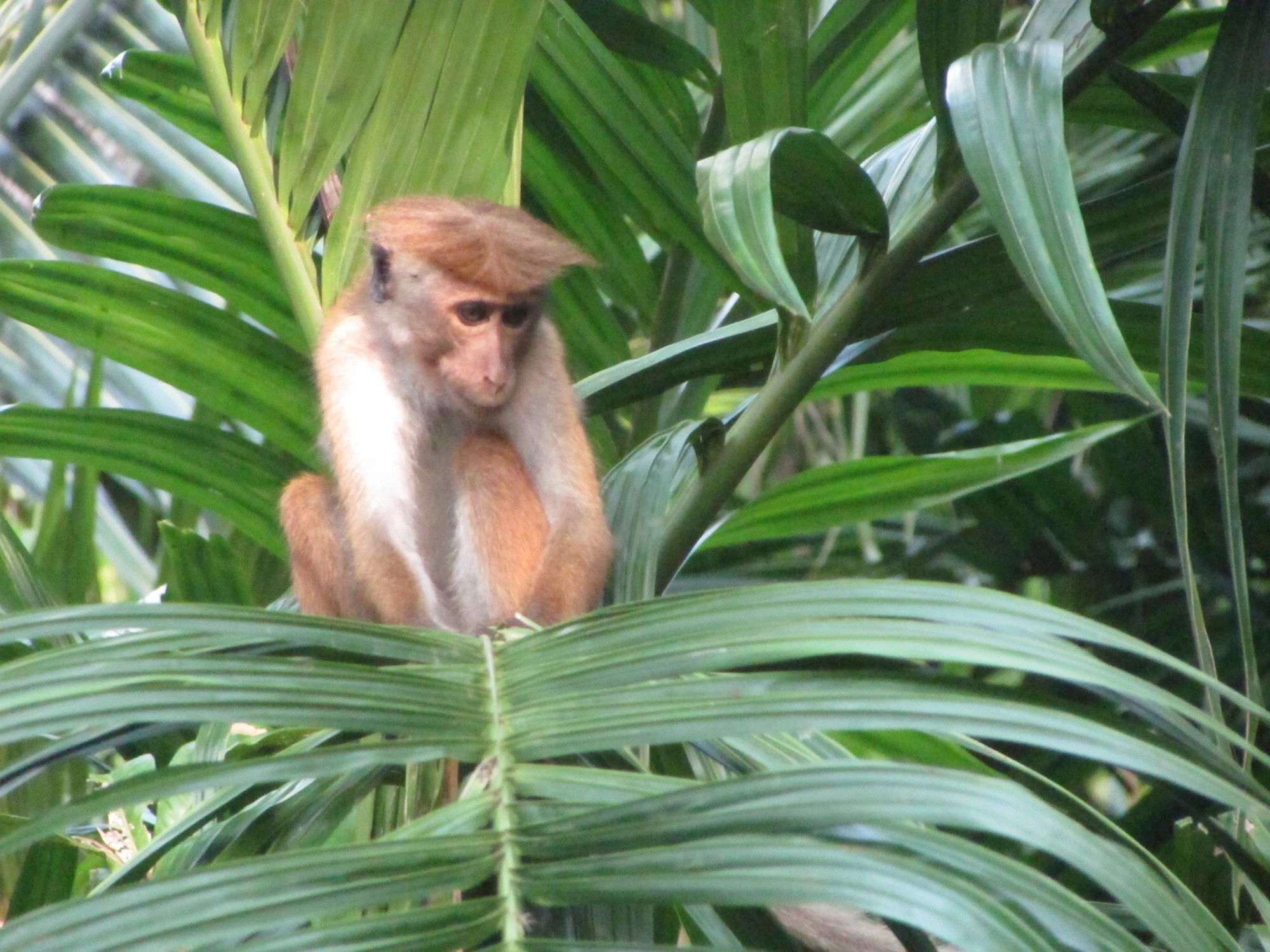 ホテル Jungle Guest ,ミリッサ エクステリア 写真